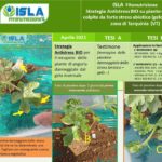 ISLA Fitonutrizione - 1^ scheda tesi - Strategia Antistress BIO di piante di Anguria colpite dal gelo invernale