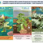 ISLA Fitonutrizione - 2^ scheda tesi - Strategia Antistress BIO di piante di Anguria colpite dal gelo invernale